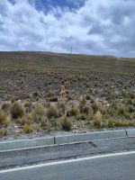 erste Vicuñas - wir werden noch viele sehen &ndash; &copy; Andreas Böcker (Eberhardt TRAVEL)