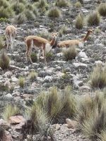 Vicuñas (mit dem Handy) &ndash; &copy; Andreas Böcker (Eberhardt TRAVEL)