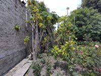 Monasterio de Santa Catalina de Siena (Arequipa): Papaya &ndash; &copy; Andreas Böcker (Eberhardt TRAVEL)
