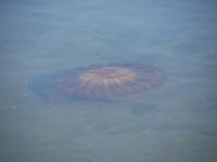 Pazifische Feuerqualle &ndash; &copy; Andreas Böcker (Eberhardt TRAVEL)