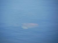 Pazifische Feuerqualle &ndash; &copy; Andreas Böcker (Eberhardt TRAVEL)