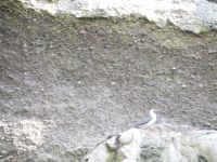 Guano-Tölpel &ndash; &copy; Andreas Böcker (Eberhardt TRAVEL)