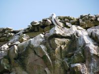 Guano-Tölpel &ndash; &copy; Andreas Böcker (Eberhardt TRAVEL)