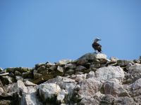 Guano-Tölpel &ndash; &copy; Andreas Böcker (Eberhardt TRAVEL)