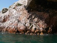 Inka-Seeschwalben-