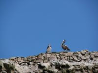 Pelikane &ndash; &copy; Andreas Böcker (Eberhardt TRAVEL)