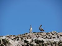 Pelikane &ndash; &copy; Andreas Böcker (Eberhardt TRAVEL)