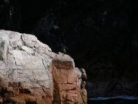 Inka-Seeschwalbe: Jungvogel &ndash; &copy; Andreas Böcker (Eberhardt TRAVEL)
