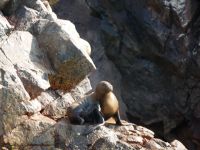 Seelöwe &ndash; &copy; Andreas Böcker (Eberhardt TRAVEL)