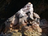 Seelöwe &ndash; &copy; Andreas Böcker (Eberhardt TRAVEL)