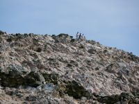 Pingüinos - Humboldtpinguine &ndash; &copy; Andreas Böcker (Eberhardt TRAVEL)