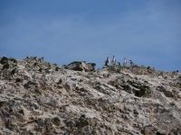 Humboldt-Pinguine &ndash; &copy; Andreas Böcker (Eberhardt TRAVEL)