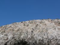 Pelikane und Pinguine  &ndash; &copy; Andreas Böcker (Eberhardt TRAVEL)