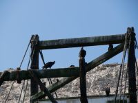 Truthahngeier auf Guano-Verladerampe  &ndash; &copy; Andreas Böcker (Eberhardt TRAVEL)
