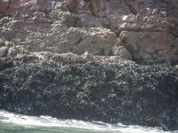 Muschelbank &ndash; &copy; Andreas Böcker (Eberhardt TRAVEL)