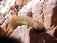 Seelöwe müsste man sein &ndash; &copy; Andreas Böcker (Eberhardt TRAVEL)