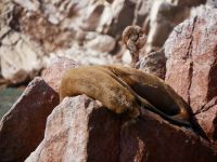 Seelöwe müsste man sein &ndash; &copy; Andreas Böcker (Eberhardt TRAVEL)