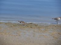 Vögel am Strand von Paracas &ndash; &copy; Andreas Böcker (Eberhardt TRAVEL)