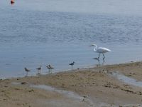 Vögel am Strand von Paracas &ndash; &copy; Andreas Böcker (Eberhardt TRAVEL)