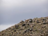 Während es viele Vicuñas gibt, gibt es in Perú nur wenige Guancos (eine einzige Herde): Hier ist eines &ndash; &copy; Andreas Böcker (Eberhardt TRAVEL)