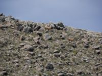 Guanacos sind die Wildform der Lamas &ndash; &copy; Andreas Böcker (Eberhardt TRAVEL)