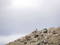 Guanaco &ndash; &copy; Andreas Böcker (Eberhardt TRAVEL)