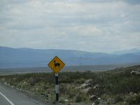 Vicuñas kreuzen &ndash; &copy; Andreas Böcker (Eberhardt TRAVEL)