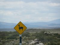 Vicuñas kreuzen &ndash; &copy; Andreas Böcker (Eberhardt TRAVEL)