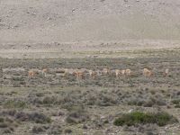 Vicuñas - da Familien kaum mehr als sechs Tier umfassen, können wir hier eine Herde aus jungen Vicuña-Männchen erkennen &ndash; &copy; Andreas Böcker (Eberhardt TRAVEL)