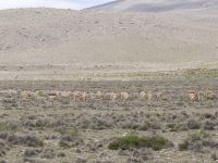 Vicuña-Herde &ndash; &copy; Andreas Böcker (Eberhardt TRAVEL)