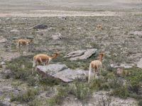 Vicuñas &ndash; &copy; Andreas Böcker (Eberhardt TRAVEL)