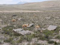 Vicuñas vor dem Misti &ndash; &copy; Andreas Böcker (Eberhardt TRAVEL)