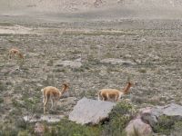 Vicuñas &ndash; &copy; Andreas Böcker (Eberhardt TRAVEL)