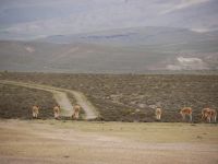 Vicuñas &ndash; &copy; Andreas Böcker (Eberhardt TRAVEL)