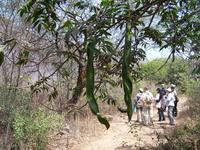 Im Chaparri- Reservat