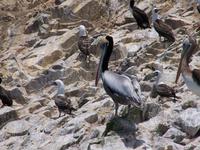 Schwarz-graue Pelikane