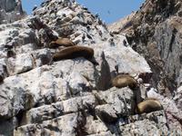 Seelöwen auf den Ballestas