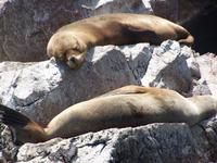 Seelöwen auf den Ballestas