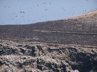 Hunderttausende von Vögeln