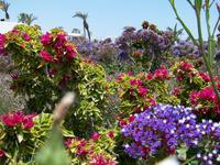 Pflanzenpracht in der Hotelanlage bei Paracas