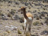 Ein Vikunja in 4030 m Höhe