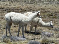 Weiße Lamas