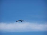 Wir haben Glück: ein Condor!