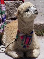 Ein junges Alpaka