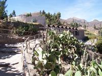 Außengelände- Colca Lodge