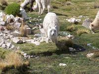 Ein langhaariges Alpaka