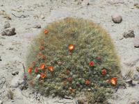 Katusstrauch mit Blüte