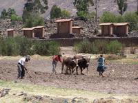 Campesinos (Bauern) bei der Feldarbeit