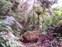 Im tropischen Regenwald