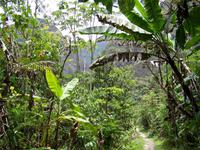 Im tropischen Regenwald